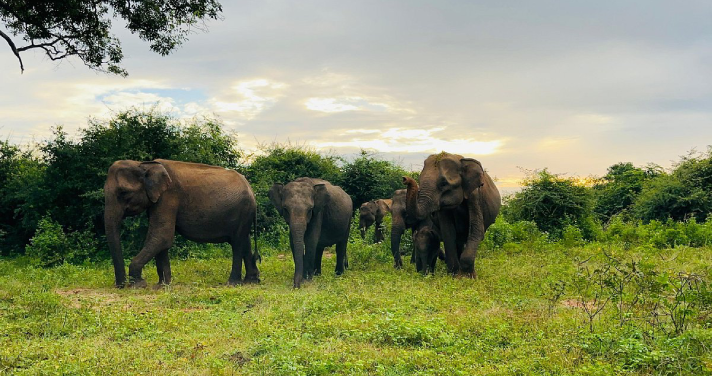 view of an adult elephant and a baby elephant