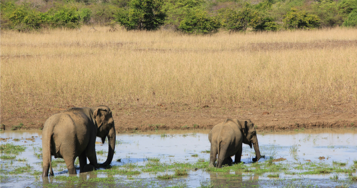 view of a leopard at a National Park in Sri Lanka