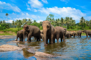 Sri Lanka Nature & Wildlife