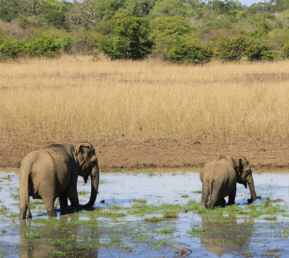 Sri Lanka Essential Budget