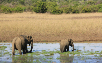 Sri Lanka Essential Budget