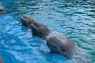 SeaWorld Yas Island best selling ticket