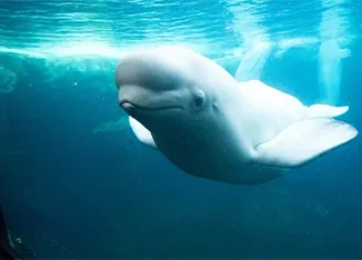 SeaWorld Yas Island Tickets